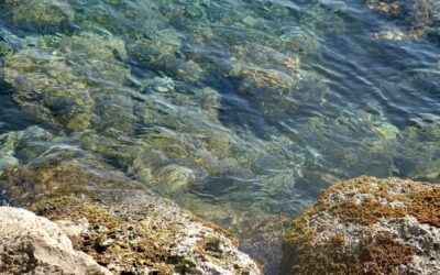Le trait de côte, la mesure du littoral